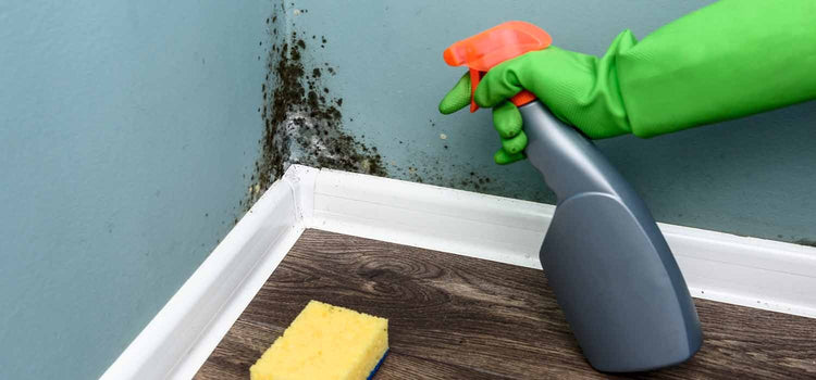 How to Remove Mould from Your Home: A Detailed Step-by-Step Guide How to Remove Mould from Your Home: A Detailed Step-by-Step Guide