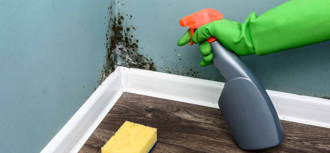 How to Remove Mould from Your Home: A Detailed Step-by-Step Guide