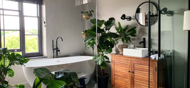 The Best Bathroom Plants for Your Sanctuary: Top Picks for a Relaxing Retreat